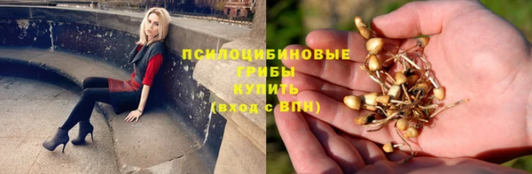 ПСИЛОЦИБИНОВЫЕ ГРИБЫ Вязники